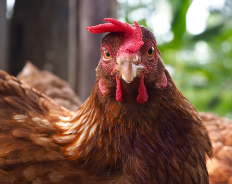 Uppväxtmiljö påverkar kycklingars livssyn
