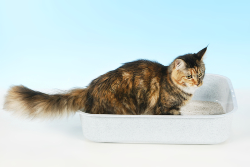 Kan stresshormoner mätas i urin från katt?