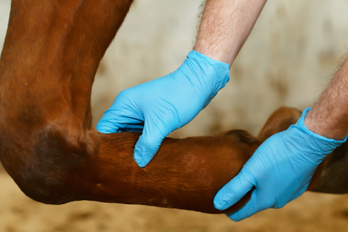 Hälta på häst: Ny studie ger säkrare behandling och dopningskontroll