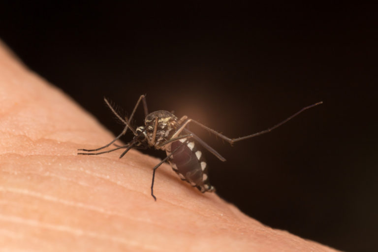 Tre fall av zika-virus i Frankrike