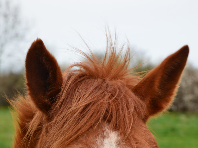Möjligt samband mellan allergi och öroninflammation hos häst