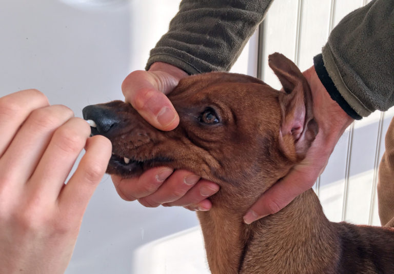 Hundens corona finns i Sverige – stor chans till vaccin