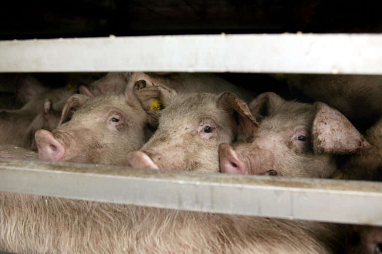 Veterinärstudent JO-anmäler SLU för repressalier efter kritik mot grisslakt