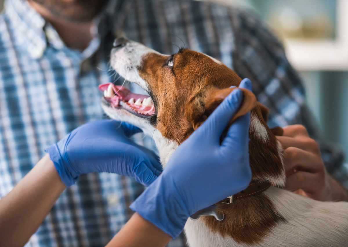 Antibiotika till hund fortsätter ned