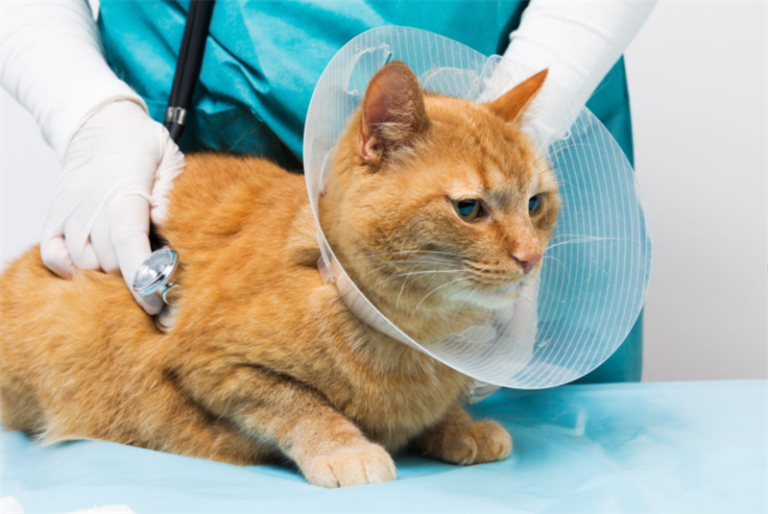 Katter avlivas på grund av bristande försäkring