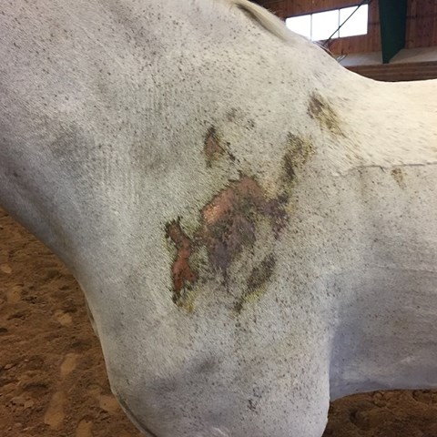 Vaccinering hjälper hästar med klåda