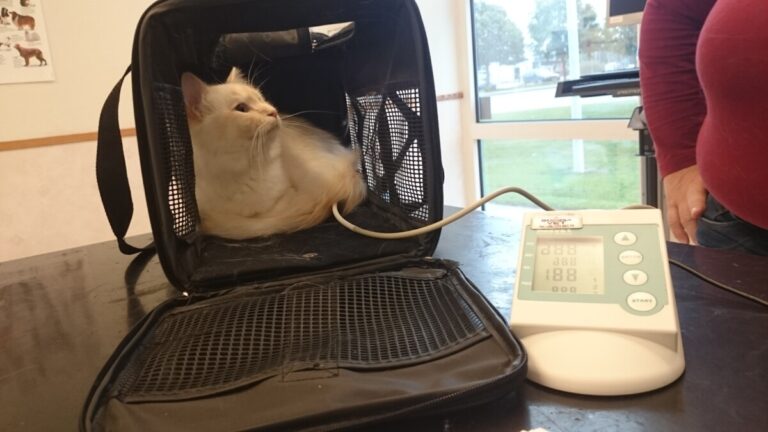 Blodtrycksmätning i kattens bur ger jämnare värden