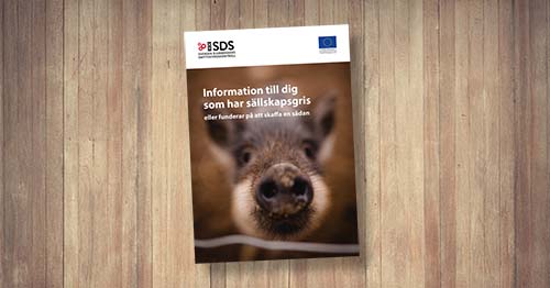 SDS påminner: Alla grisar omfattas av samma smittskyddsregler