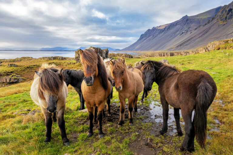 EU-parlamentet vill förbjuda import av stoblod från Island