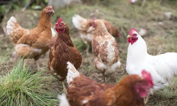 Säsongens första fall av fågelinfluensa  hos tamfågel har bekräftats