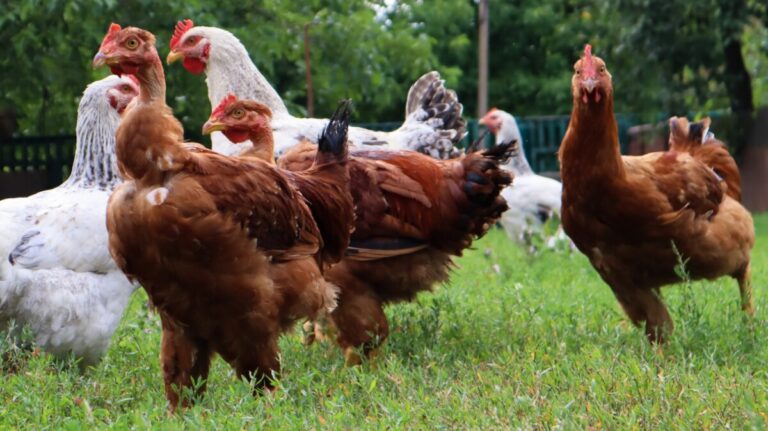 Jordbruksverket häver högriskområdet för fågelinfluensa