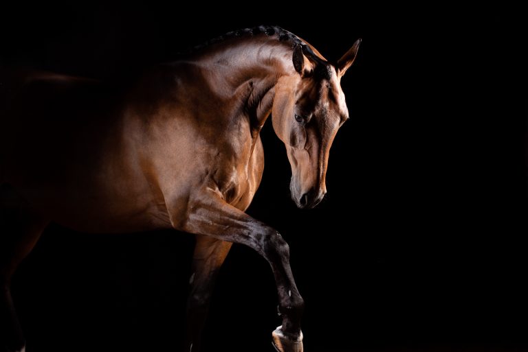 Hästars ansiktsuttryck ger ledtrådar vid ortopedisk smärta