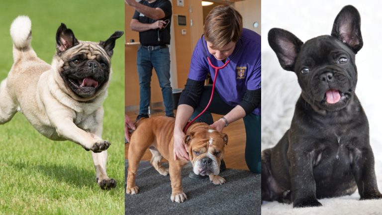 Andningsundersökning blir krav vid avel med mops, fransk- och engelsk bulldogg
