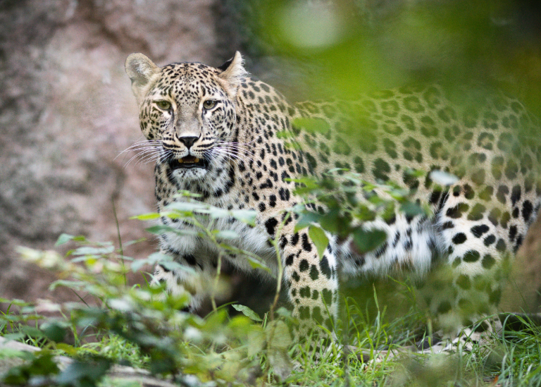 Leopardungar födda på Nordens Ark