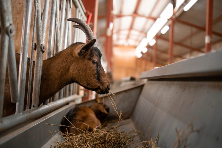 Statsepizootologen kommenterar utbrotten av Peste des petits ruminants