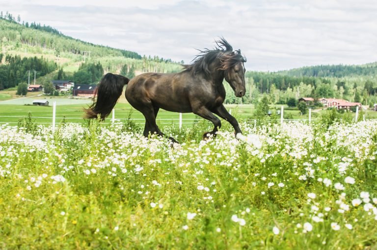 Kallblodstravare ger genetiska insikter hos både häst och människa