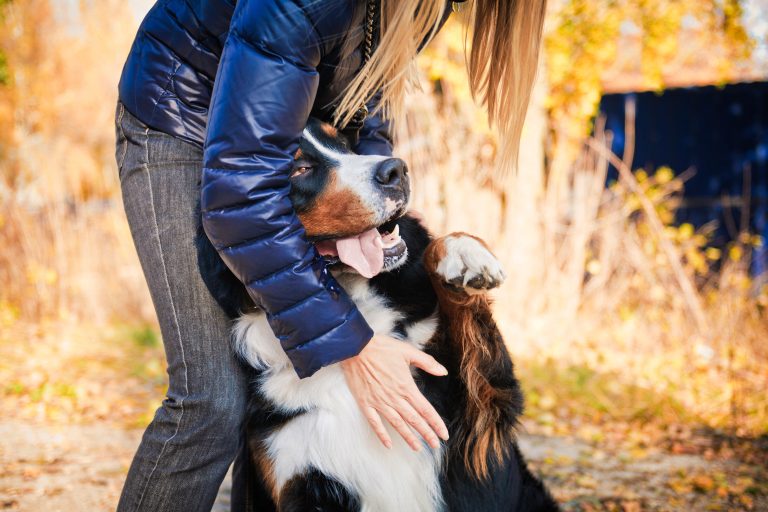 Nytt fodertillskott för maghälsa hos hund