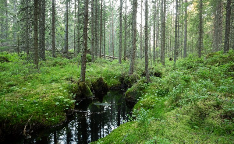 Minskning av varg och lodjur i Dalarna