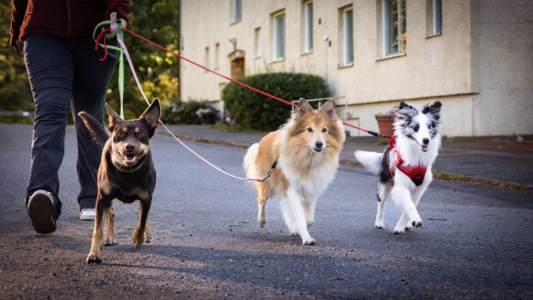 Promenerar för att uppmärksamma ökningen av hemlösa hundar