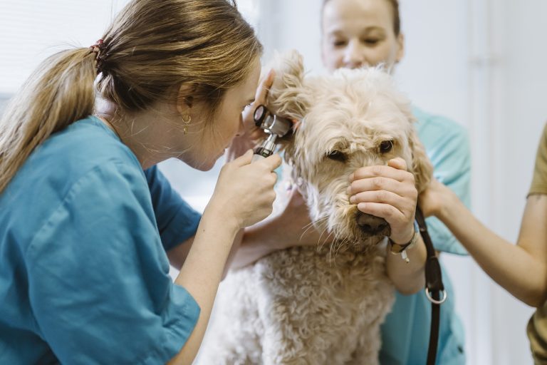 E-tjänst ska underlätta biverkningsrapportering för veterinärläkemedel