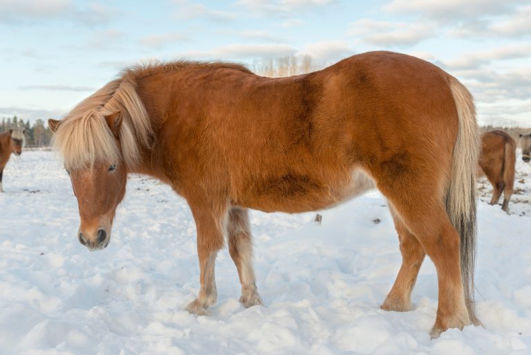 Gemensam fokus på hästvälfärd