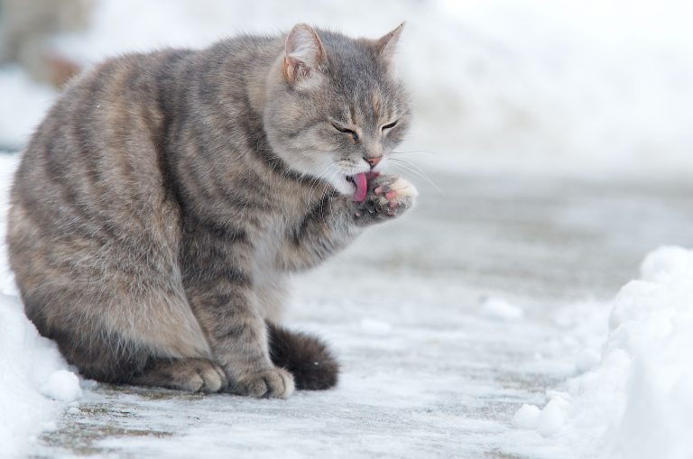 300 katter registredes dagligen under 2024