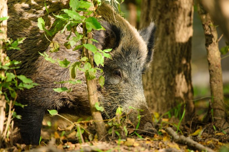 Ny avhandling: Vildsvin hjälper till att öka mångfalden i brukade skogar