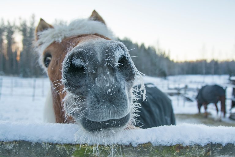 Kolik vanligare under de kalla månaderna – januari sticker ut