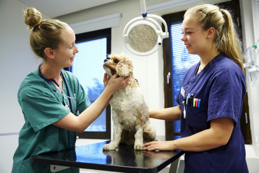 Snabbspår för nyanlända veterinärer