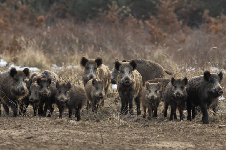 Baltikum handfallet inför afrikansk svinpest
